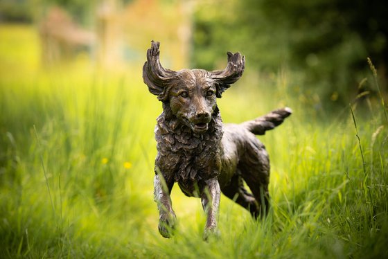 Running Working Spaniel BR