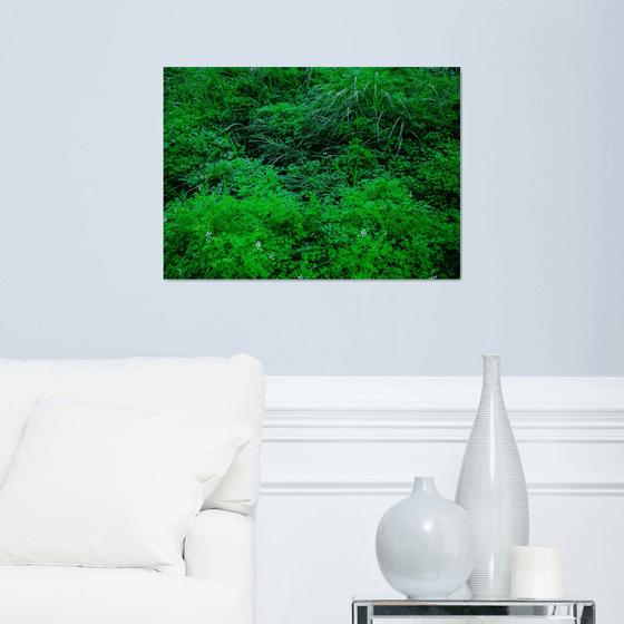 Neglected/Natural Garden in the City | Limited Edition Fine Art Print 1 of 10 | 60 x 40 cm