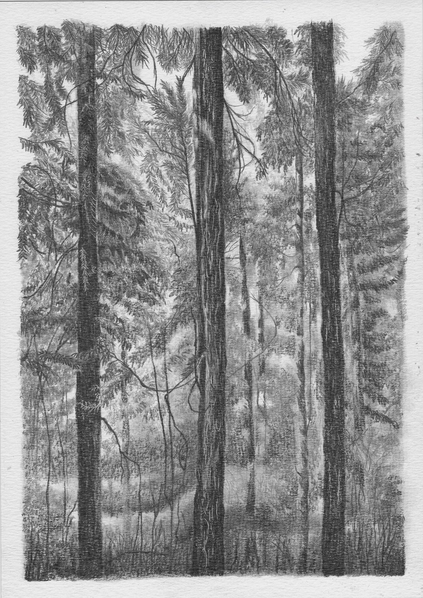 Pine tree forest drawing II by Shweta  Mahajan