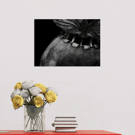 Poppy Seedhead, Study II