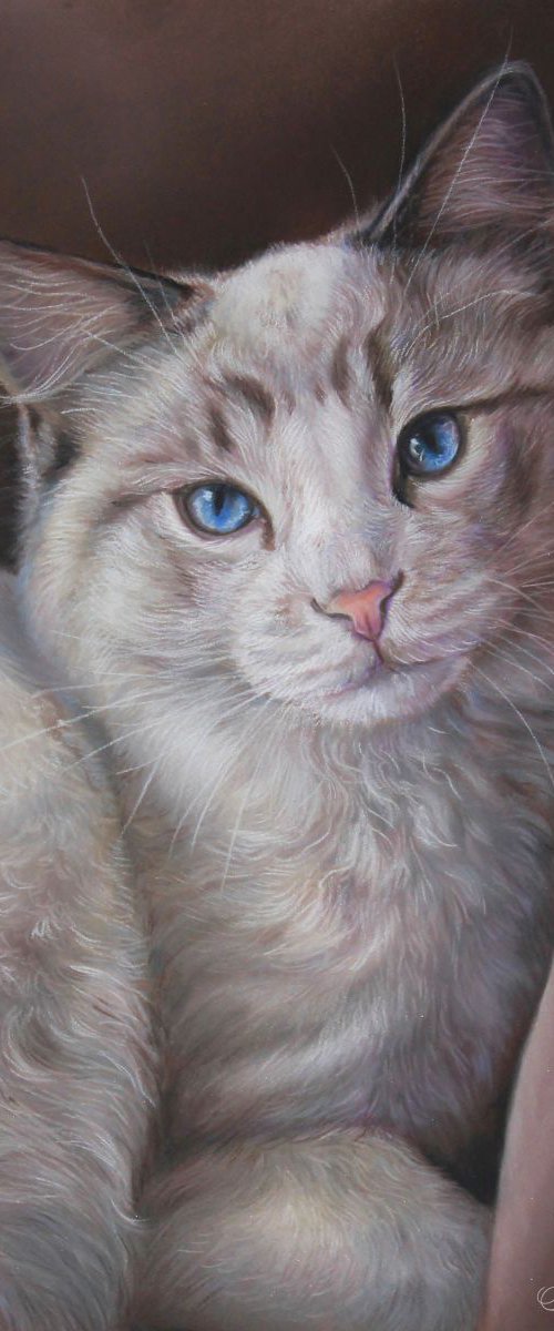 Ragdoll Kitten by Tatjana Bril