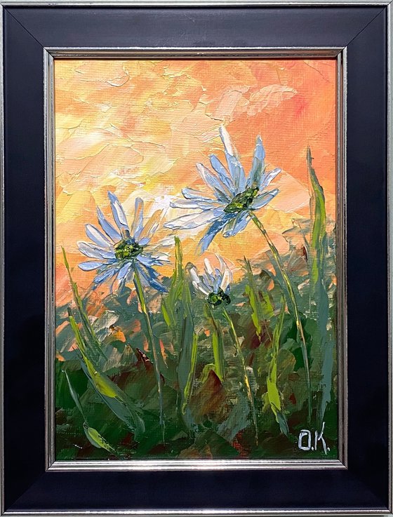 Daisies at sunset