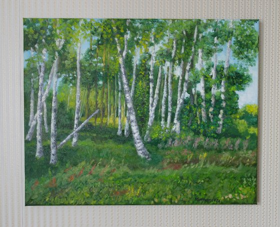 Birch Grove In May
