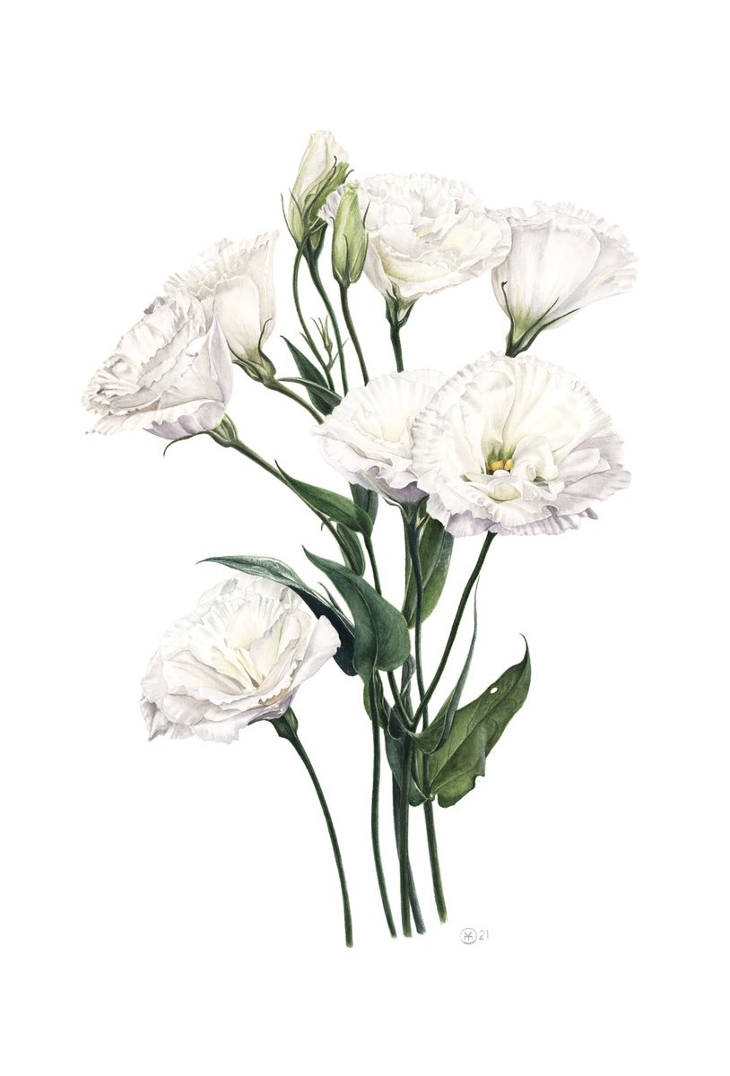 Photorealistic Botanical Watercolour By Yuliia Moiseieva, 15 X 22", White Eustoma, Original Artwork
