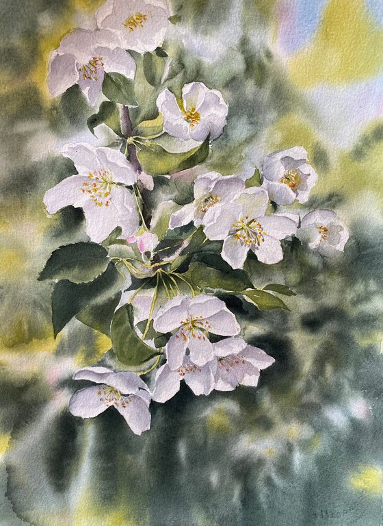 Apples blossom, original art