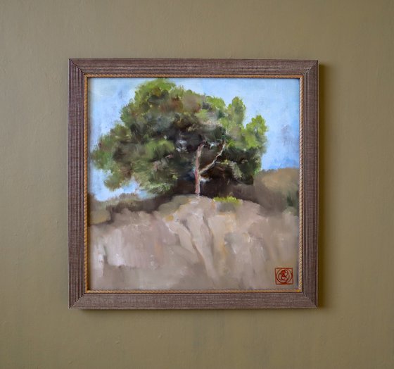 Pine Tree Study