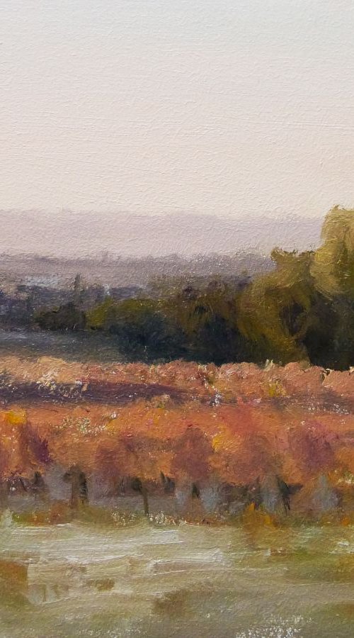 Early Morning in the Vineyards by Pascal Giroud