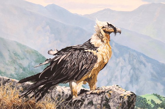 Bearded Vulture