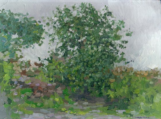 Bush