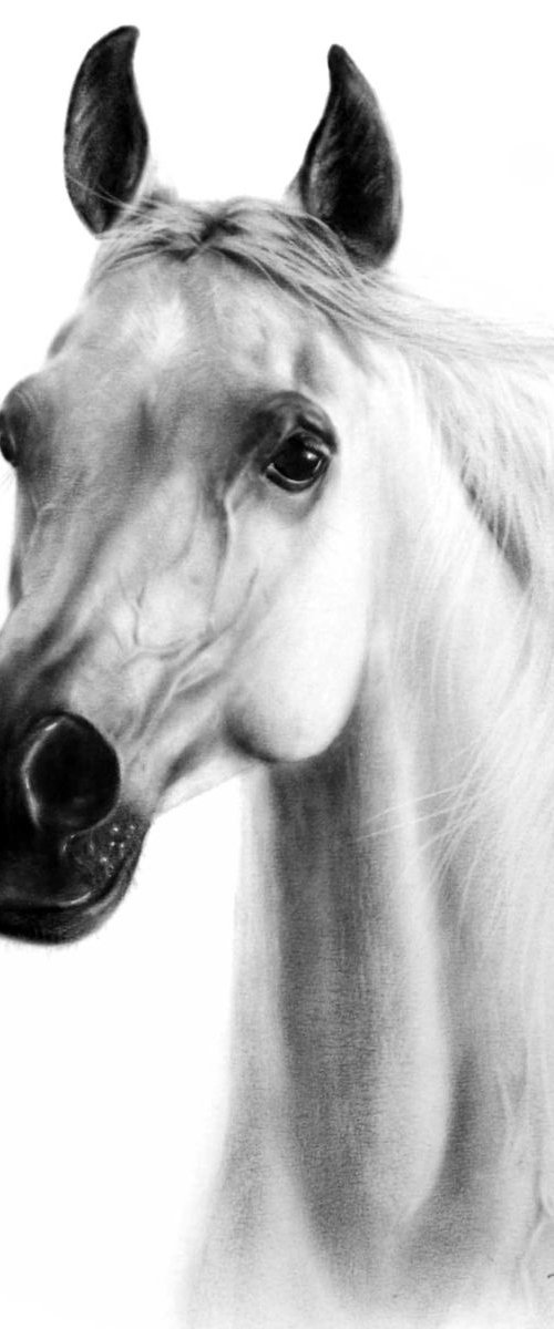 Arabian Mare Pistoria by Danguole Serstinskaja