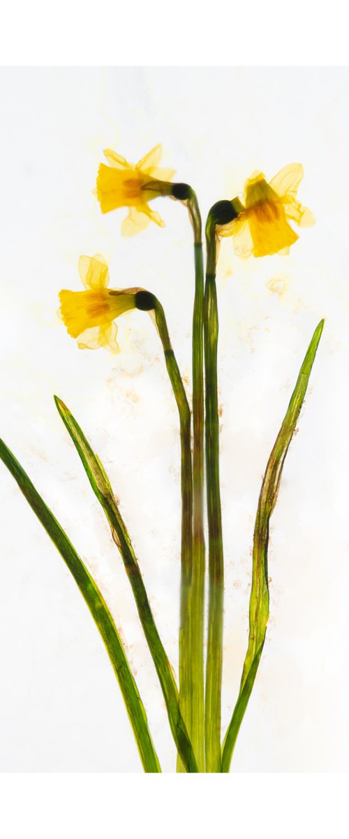 Daffodills 3 by V Sebastian
