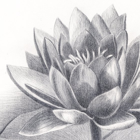 Water Lily