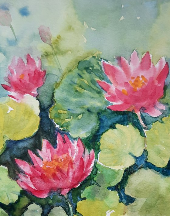 Three Water Lilies in a Pond  - Lily Pond