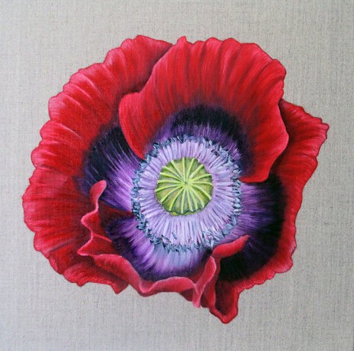 Poppy by Angela Stanbridge