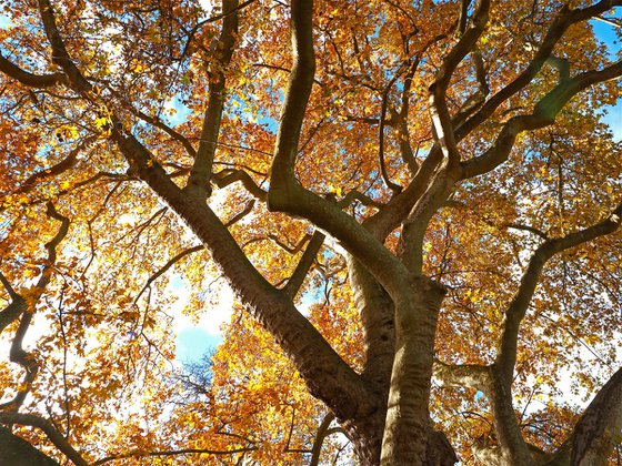 Autumn Canopy