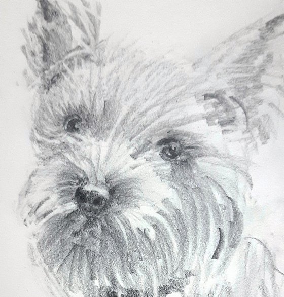 Terrier Portrait  Pet Dog sketch