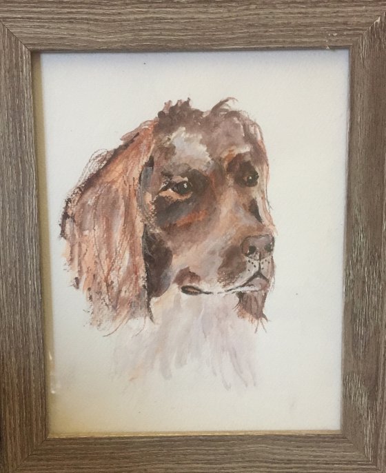 Toby - the springer spaniel