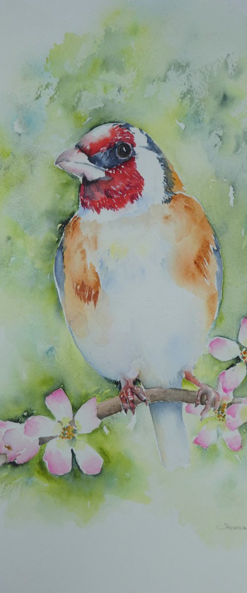 Goldfinch and Apple Blossom by Seonaid Parnell