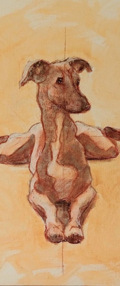 Frog Legs (Whippet)! by Jo Van Kampen