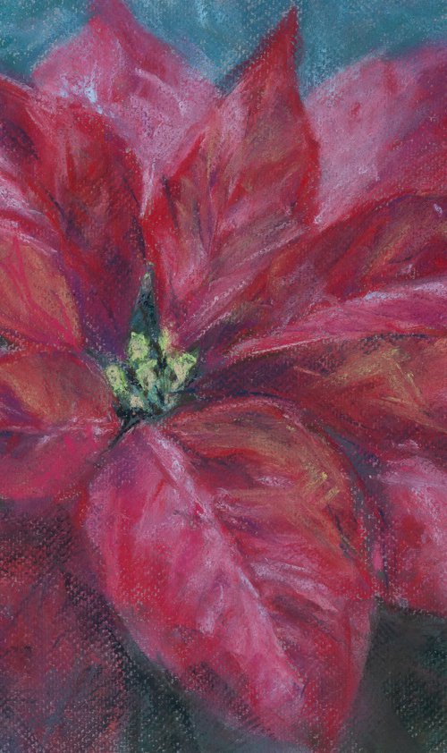 Red poinsettia flower by Kateryna Nazarenko