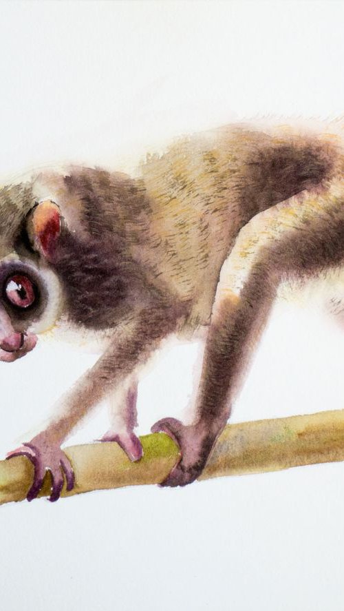 Slow Loris by Olga Tchefranov (Shefranov)