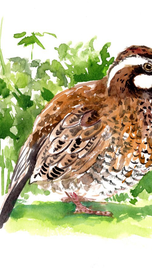 Bobwhite Quail by Suren Nersisyan