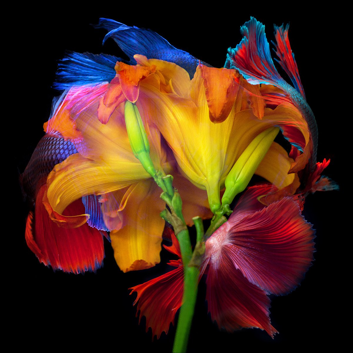 Surrealistic Photograph , Kaleidoscope 17 By Michael Filonow, 32 X 32, Artwork For Sale On Artfinder