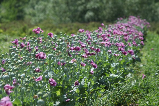 Purple poppies