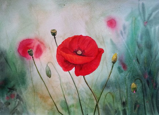 Red Poppies on Summer Meadow