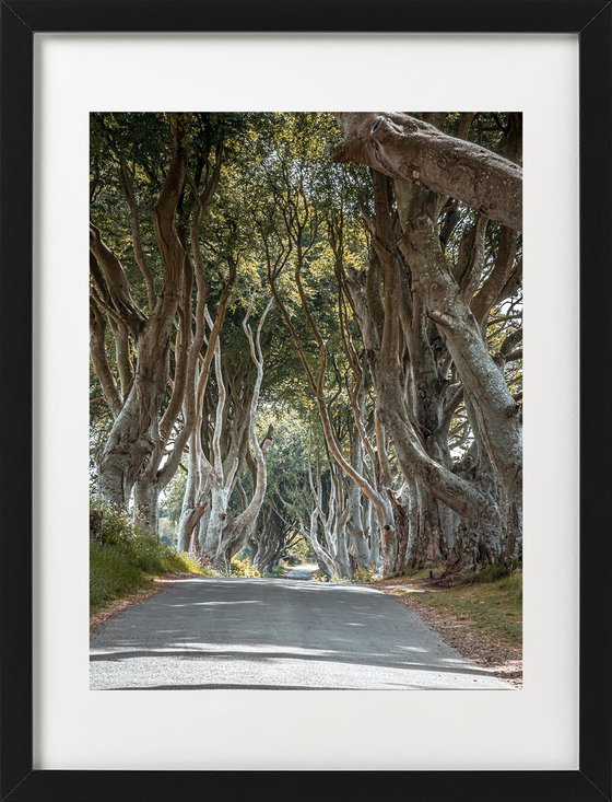 THE  FANTASTIC DARK HEDGES II