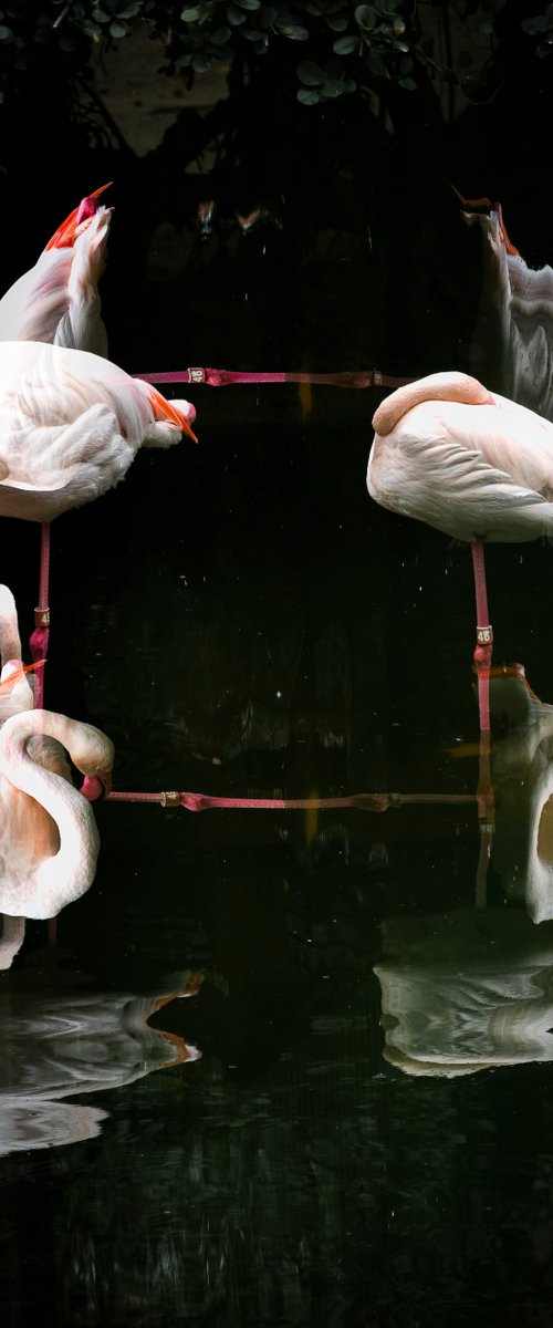 Flamingoswirl by Sergio Capuzzimati