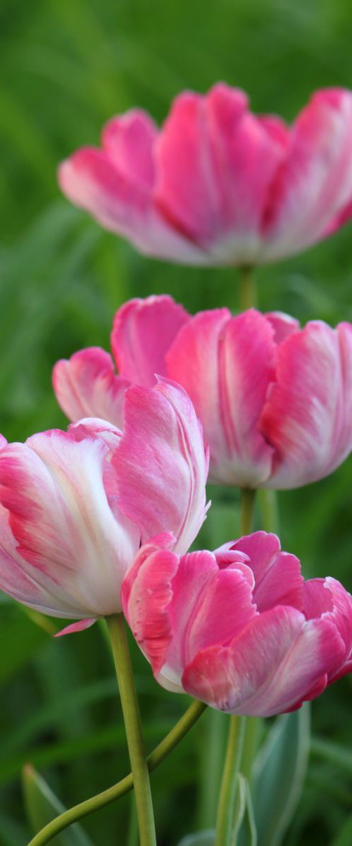 Pink tulips by Sonja  Čvorović