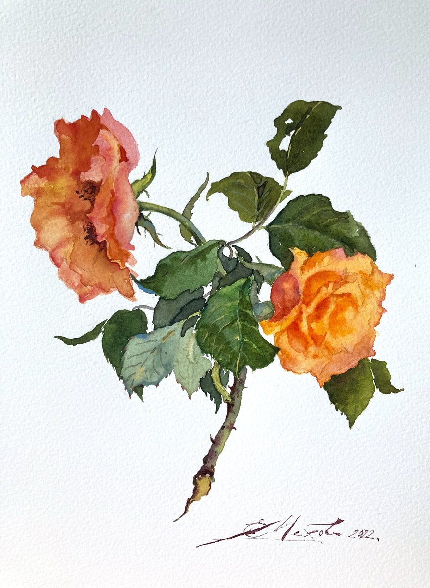 Orange Roses by Evgeniia Mekhova