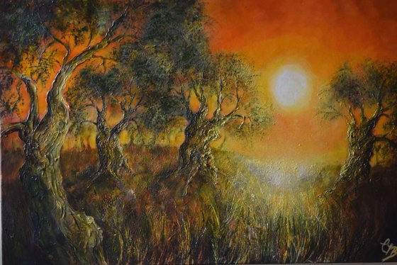 Olive Grove at Sunset