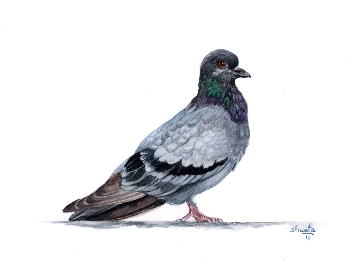 Blue Rock Pigeon by Shweta  Mahajan