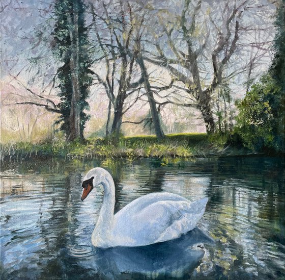 Spring Swan on the Canal