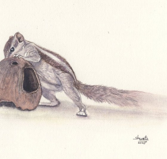 Squirrel and the coconut shell