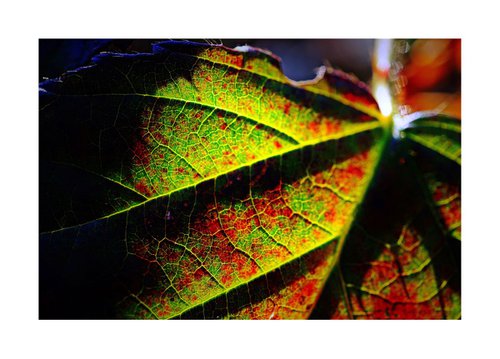 Macro Nature Photography Colourful Leaf by Richard Vloemans