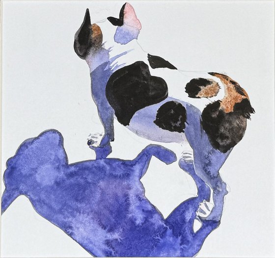 French Bulldog Black White Dog
