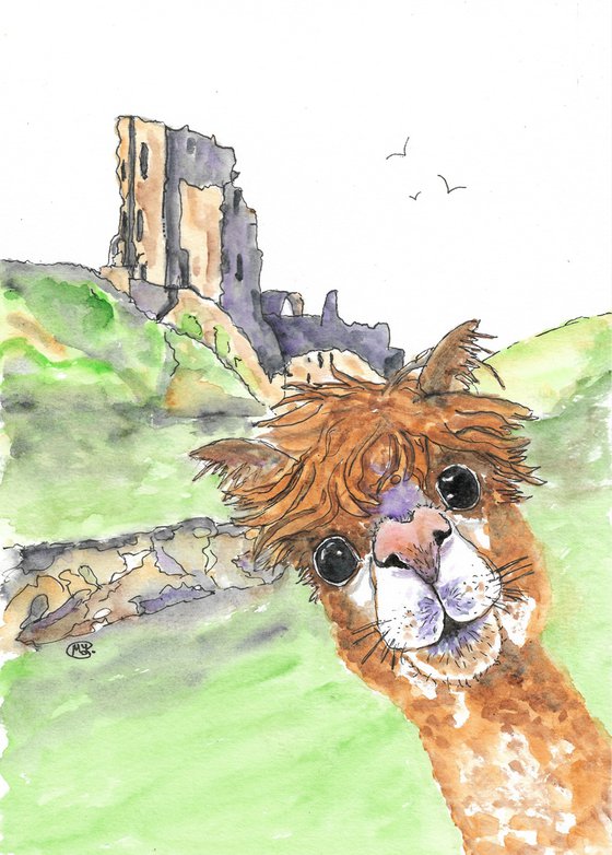 Alpaca at Corfe Castle