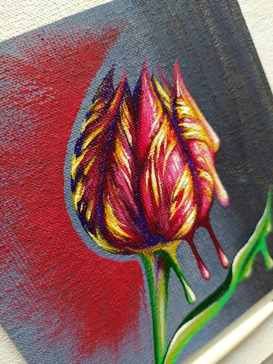 Tulip (passion)