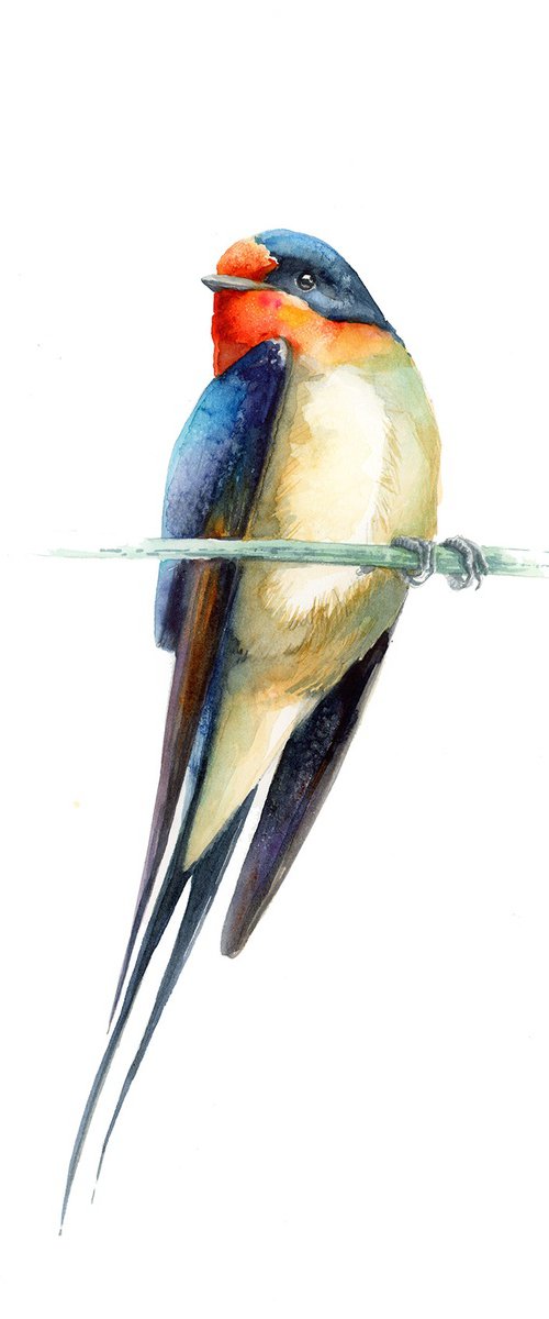 Barn swallow by Karolina Kijak