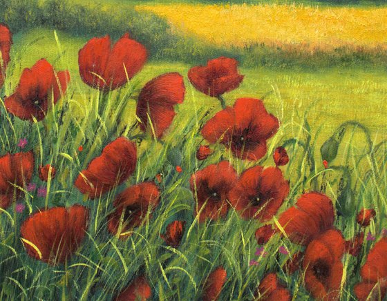 Red poppies