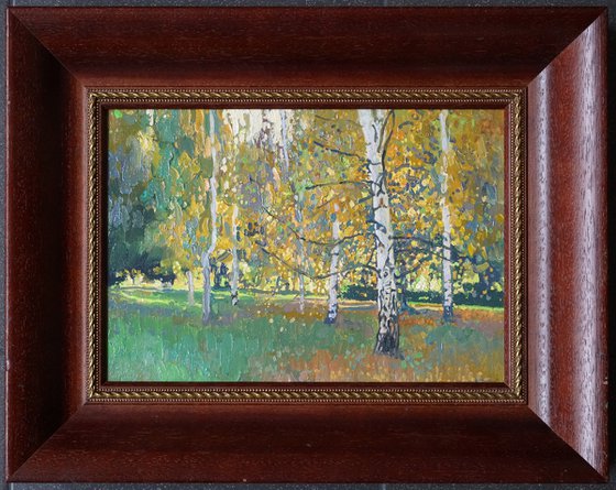 Birch trees at sunset in September