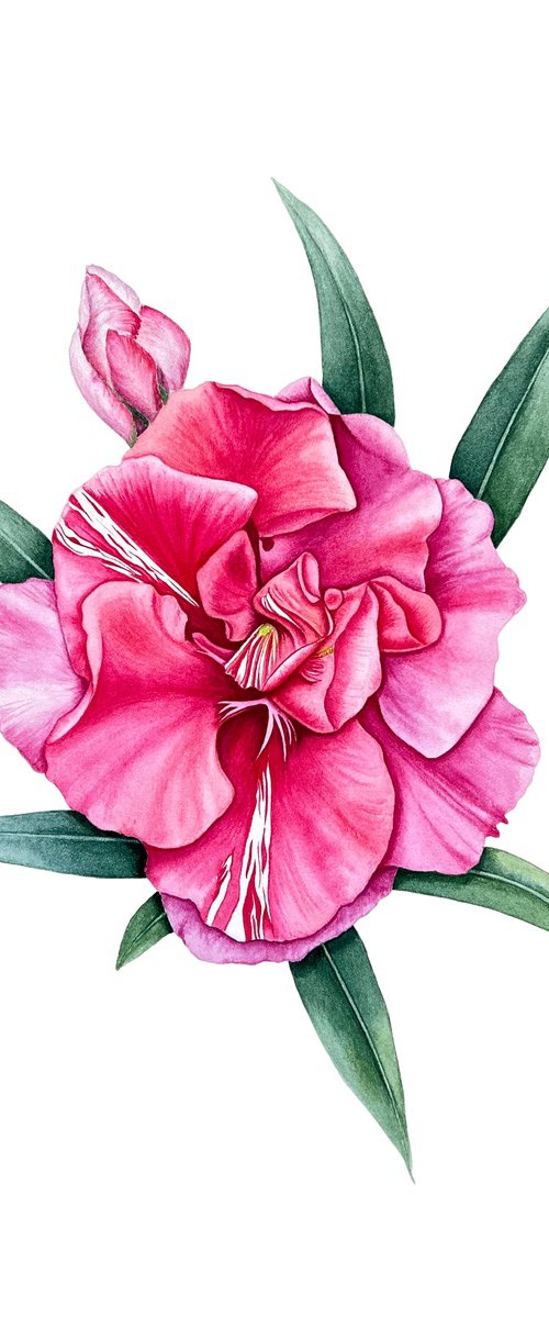 Fragrant oleander by Tetiana Kovalova