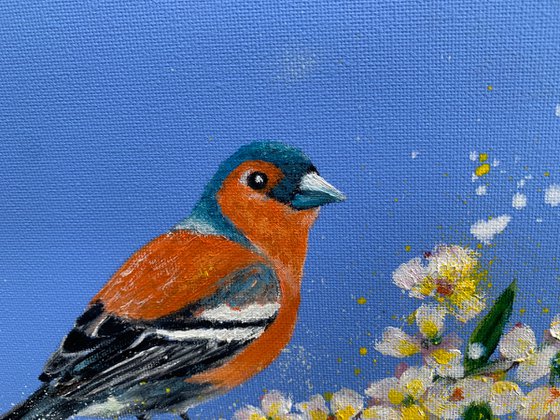 Chaffinch and blossom