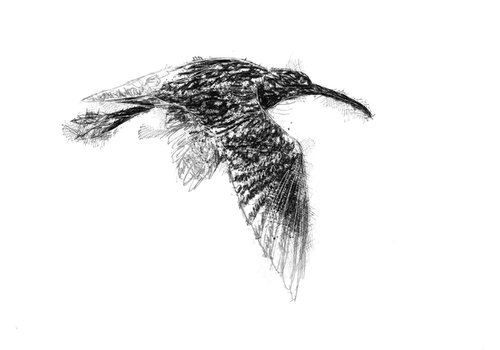Curlew flight by Sean Briggs