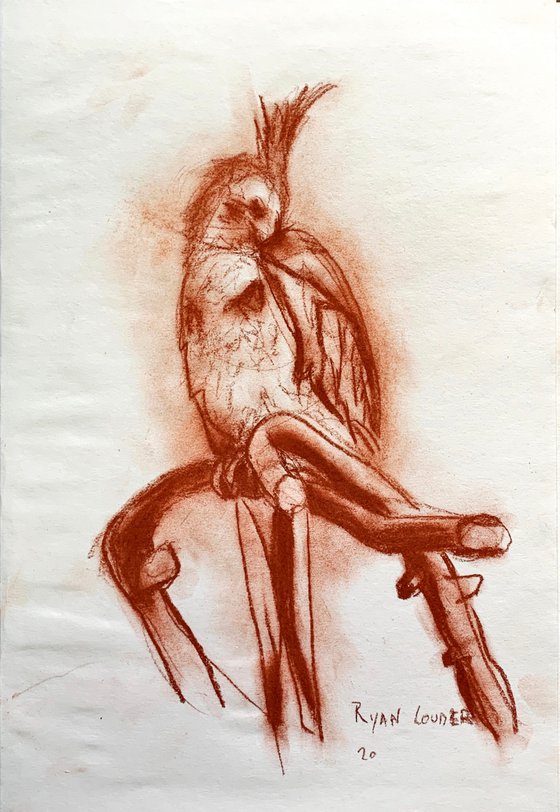 Cockatiel Preening