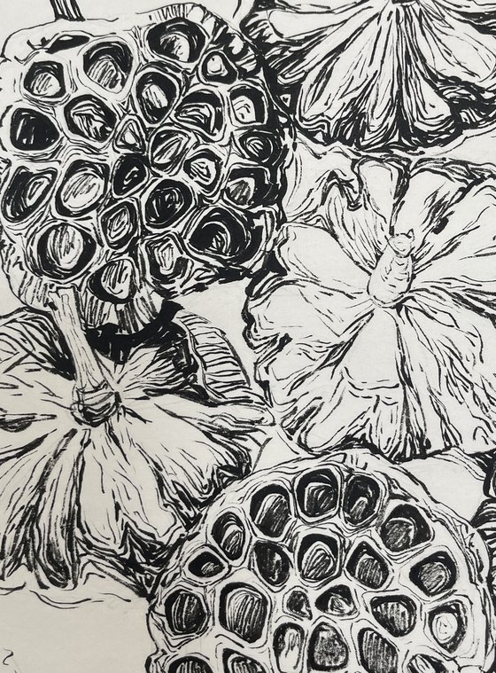 Lotus pods on scroll paper