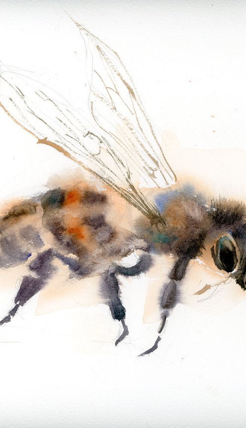 Honey bee by Olga Tchefranov (Shefranov)